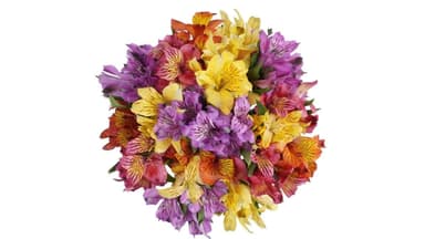 10-Stem Rainbow Alstroemeria Bouquet