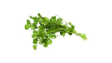 Cilantro