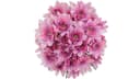 Lavender Cushion Pom 10-Flower Bouquet