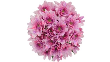 Lavender Cushion Pom 10-Flower Bouquet